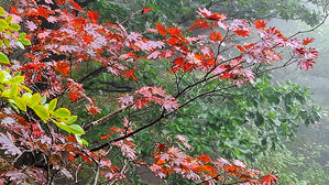 설악산 단풍