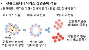 3차원 허파꽈리 모델을 이용한 코로나19 바이러스 감염 연구 요약도 (사진=KAIST 제공, 연합뉴스)