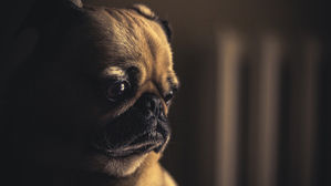 [인-잇] 화면 속 얌전했던 그 개, 거품 물고 쓰러졌다