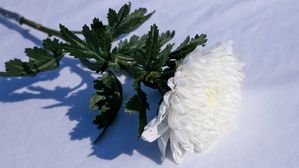 통계마저 외면한 고독사…통계청 "관련 통계 도입 계획 없다"