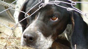 [인-잇] 동물 학대까지 하는 사람이 더 위험한 이유