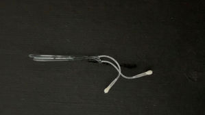 수컷 오징어 정협 (사진=국립수산과학원 제공, 연합뉴스)