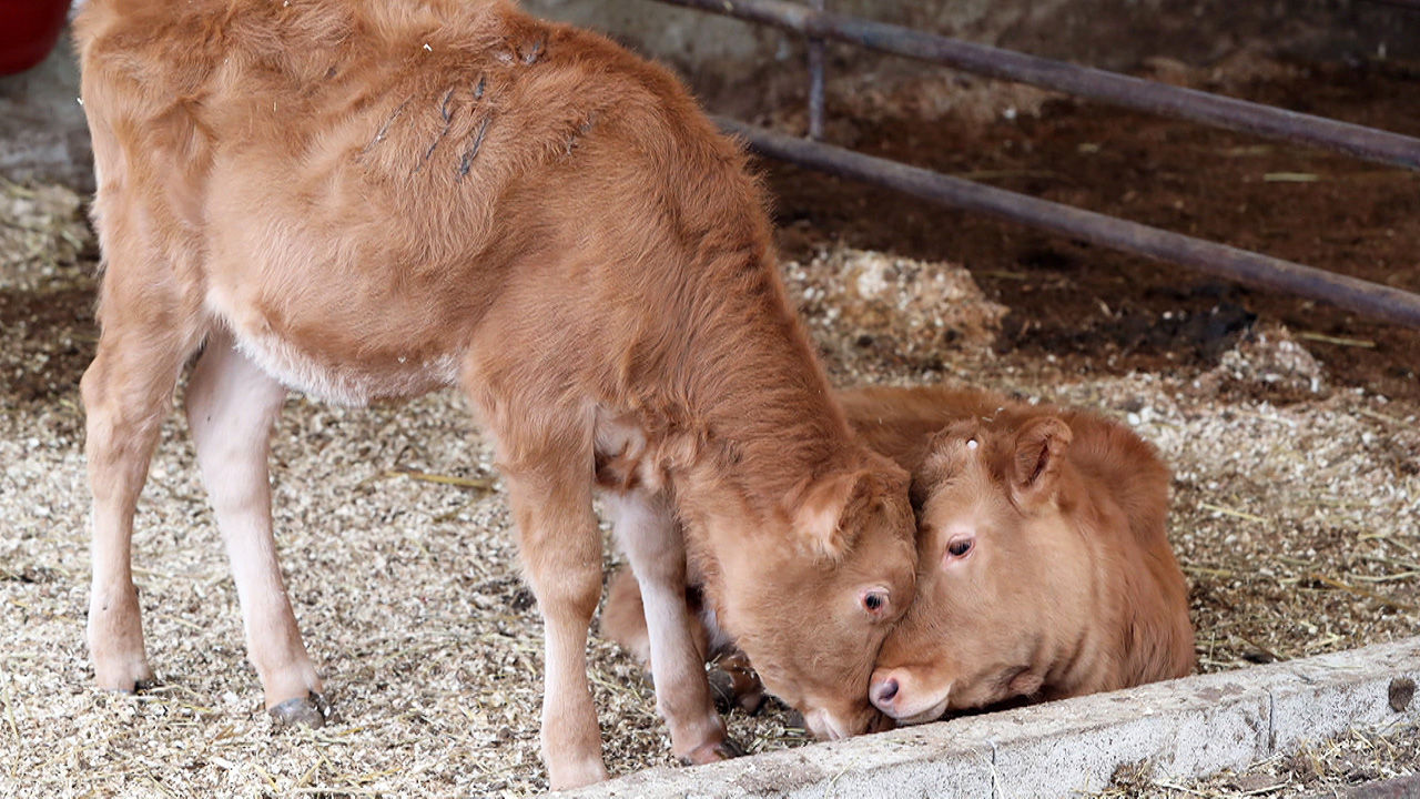섬진강 수해 '지붕 위 소'가 낳은 쌍둥이 송아지