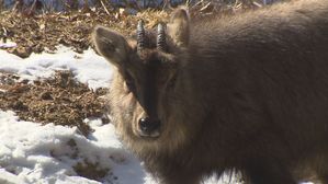 케이블카 불씨 되살린 국민권익위…산양의 운명은?