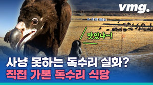 비머 야생 로드 '하늘의 제왕'이 사냥을 못 한다고? 독수리의 대반전