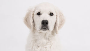 [인-잇] 반려동물 코로나 감염, 보호자가 알아야할 것들