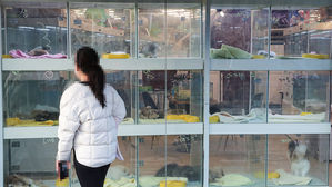서울시내 한 애완동물 판매 가게에서 반려동물 살펴보는 시민 (사진=연합뉴스)