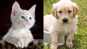 [인-잇] 우리집 냥이 · 댕댕이도 코로나 백신 맞아야 할까요?