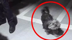 [인-잇] 반려견 내장형 인식칩, 치매 할머니 살렸다