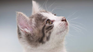 [인-잇] 반려동물 접종 후, 반드시 지켜야 할 것