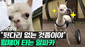 가족 &middot; 다리 모두 잃은 새끼 알파카&hellip;'휠체어'로 얻은 새 삶