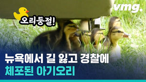뉴욕 맨해튼 도심에서 경찰을 뒤따라 가는 엄마 오리의 사정