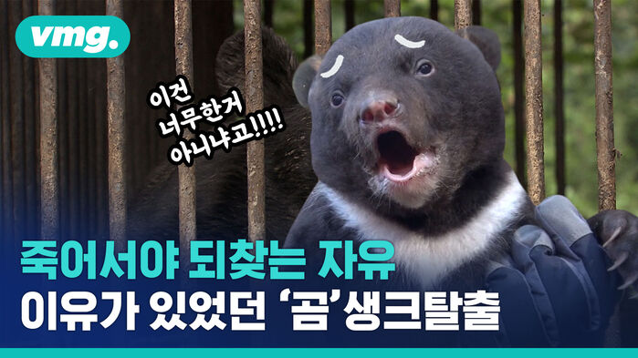 반복되는 '곰'생크탈출, 반달가슴곰은 어쩌다 '프로도망러'가 됐나