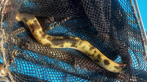 [포착] 한강 나타난 '황금장어'…60년 어부도 "처음 봤다"