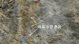 어류 수영 흔적 화석 (사진=김경수 교수 제공, 연합뉴스)