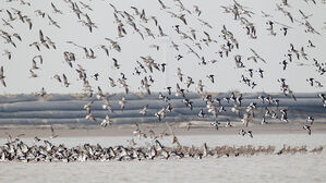 영국서 AI 사람 감염 1건 확인…"추가 감염 없어"