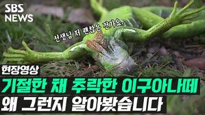 [현장영상] 미국 플로리다, 추락한 이구아나떼