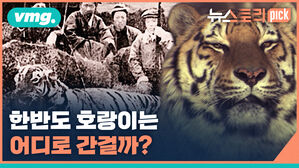 vmg. 뉴스토리 pick 한반도 호랑이는 어디로 간걸까?