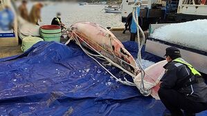 그물에 걸려 죽은 채 발견된 밍크고래 (사진=포항해양경찰서 제공, 연합뉴스)