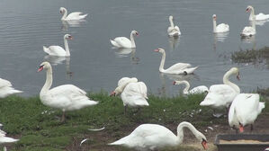 사람 보고도 꿈쩍 않는 '혹고니'…몸살 앓는 일본 농가