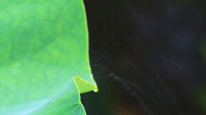 [영상토크] 장마 -  연잎에 떨어지는 빗줄기의 퍼포먼스