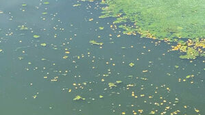 물 위 참외들이 '둥둥'…낙동강에 떠다니는 의문의 참외 떼