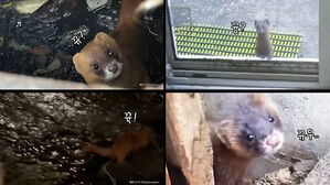 도심 한복판에 잇따라 출몰한 정체…어쩌다가 여기까지?