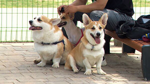 올해 상반기 펫보험 22% 성장…가입률 1% 넘었다