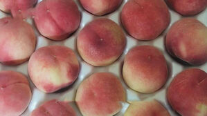 판매 공지 떴다 하면 '완판'…이 복숭아, 뭐가 다르길래?