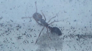 "0.1초에 수십 마리가…" '붉은 불개미' 만났을 때 대처법