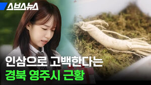 스브스뉴스 인삼으로 고백한다는 경북 영주시 근황