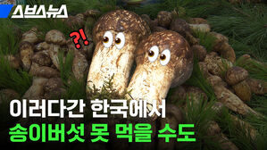 스브스뉴스 ?! 이러다간 한국에서 송이버섯 못 먹을 수도