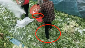 [월드리포트] 중국 또 식품 위생 논란…흙 밟은 신발로 채소 밟아