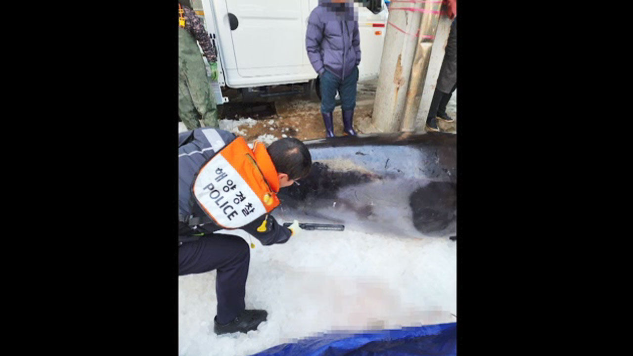 밍크고래 포획