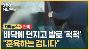 자막뉴스 애견카페