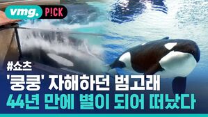 '쿵쿵' 자해하던 범고래 44년 만에 별이 되어 떠났다