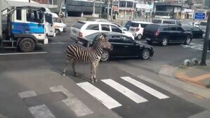 어린이대공원 탈출한 얼룩말