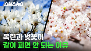스브스뉴스 목련과 벚꽃이 같이 피면 안 되는 이유