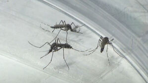 "자다가 물려서 깸…아직 봄인데" '그들이' 벌써 왔습니다