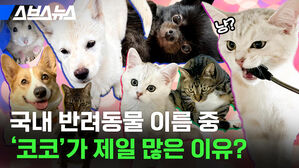 스브스뉴스 냥 국내 반려동물 이름 중 코코가 제일 많은 이유