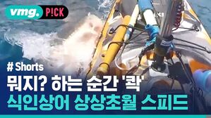 뭐지? 하는 순간 '콱' 식인상어 상상초월 스피드