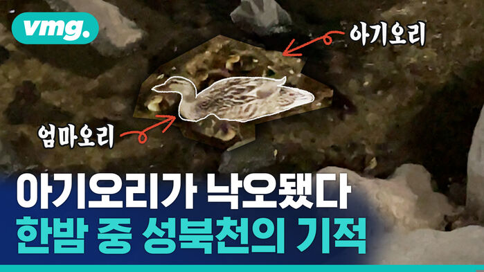 아기오리가 낙오됐다 한밤 중 성북천의 기적
