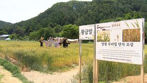 양평 우리밀 문화행사, 밀 생산 본격 추진