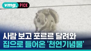 vmg. P!CK 사람 보고 포르르 달려와 집으로 들어온 '천연기념물'