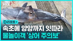 속초에 양양까지 잇따라 물놀이객 '상어 주의보'