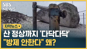 러브버그