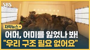 자막뉴스 야생동물 구조