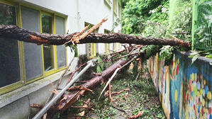 "나무 뽑히면서 흙 약해진다&hellip;예상치 못한 산사태 초래"