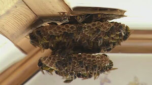 '윙윙' 벌 쏘임 주의보&hellip;"검은 옷 &middot; 향수 피하세요"