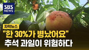 자막 썸넬_과수농가 한숨